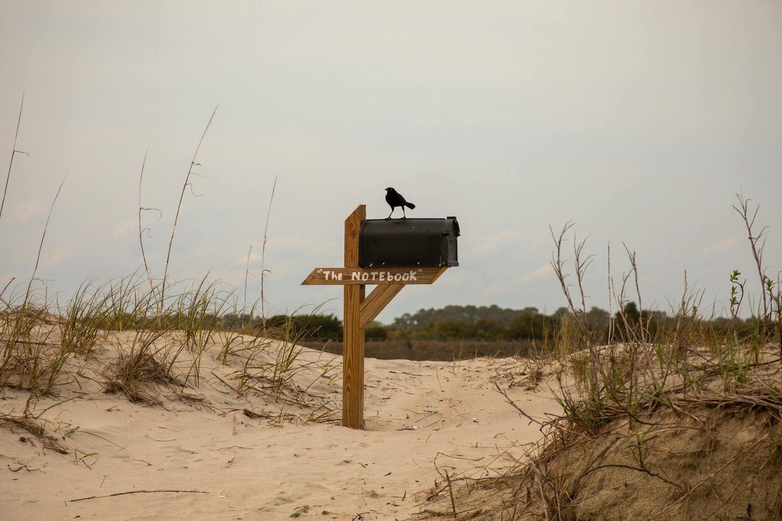 A scenic beach view with a bird perched on a mailbox amid sand dunes.